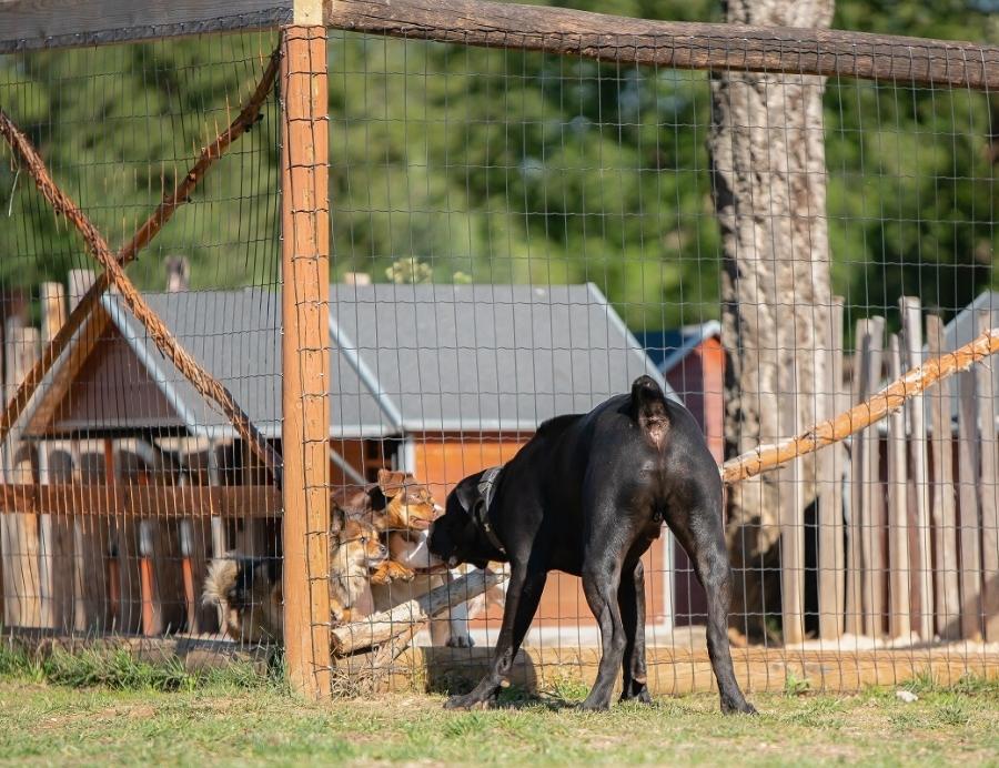 Hotel para Cães em Tomar