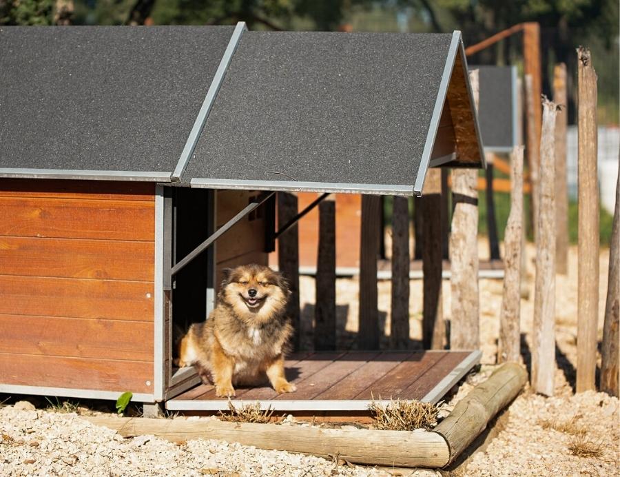 Hotel para Cães em Tomar