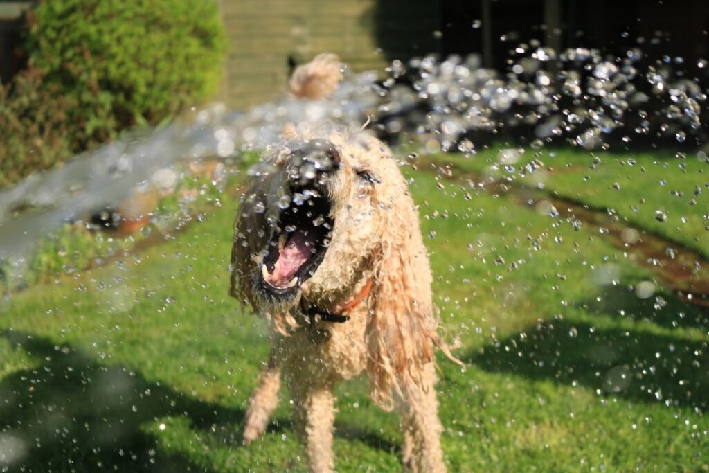 10 motivos para os cães beberem muita água