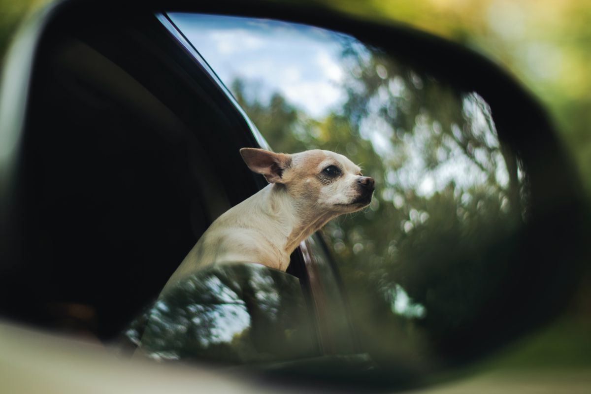 Como viajar de carro com o cão?